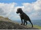 patterdale terrier