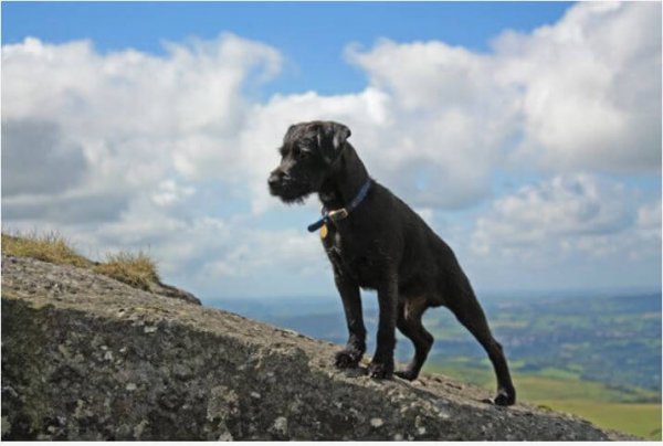 patterdale terrier