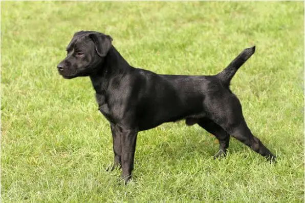 patterdale terrier