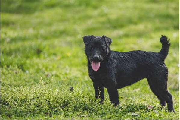 patterdale terrier