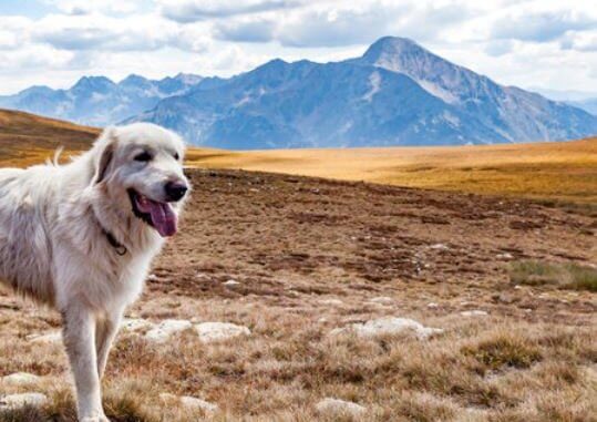 Pyrenean Mastiff