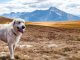 Pyrenean Mastiff