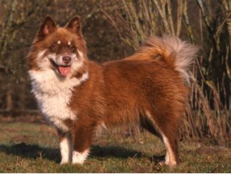 finnish lapphund