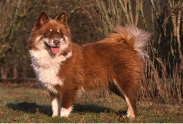 finnish lapphund