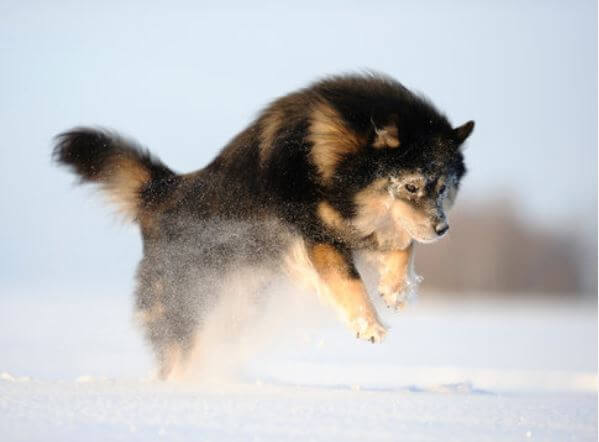 finnish lapphund