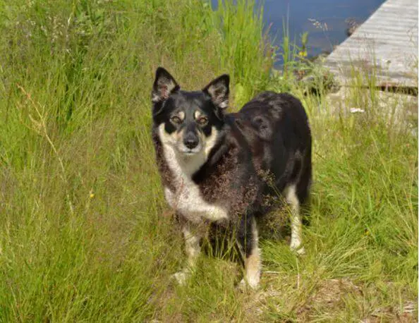 finnish lapphund