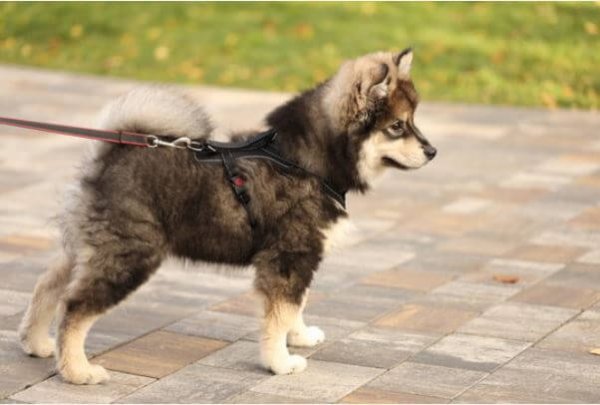 finnish lapphund