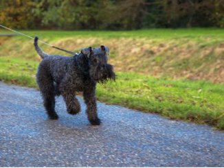 kerry blue terrier