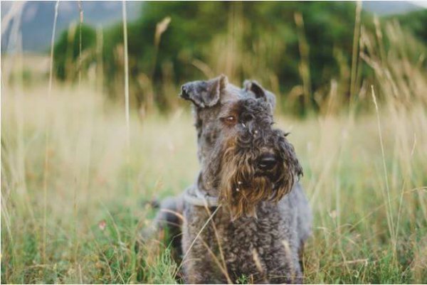 kerry blue terrier