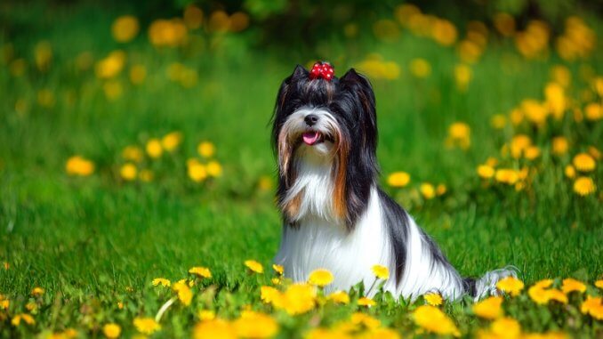 Biewer Terrier