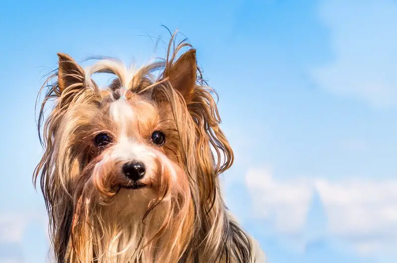 A beautiful biewer terrier under the blue sky