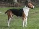 English Foxhound