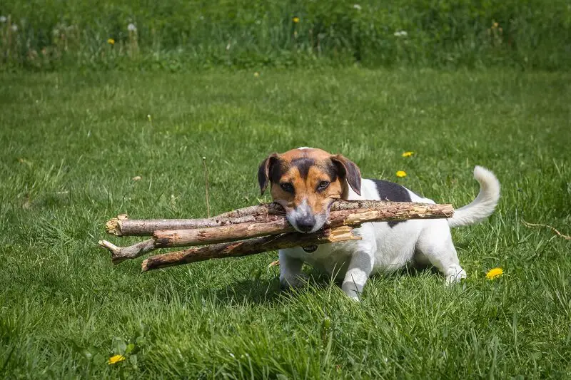 Hardworking English foxhound carrying firewood through the meadow