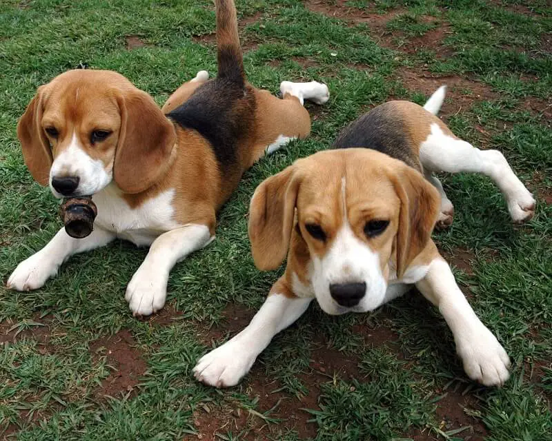 A pair of tri-colored English foxhound resting in the garden