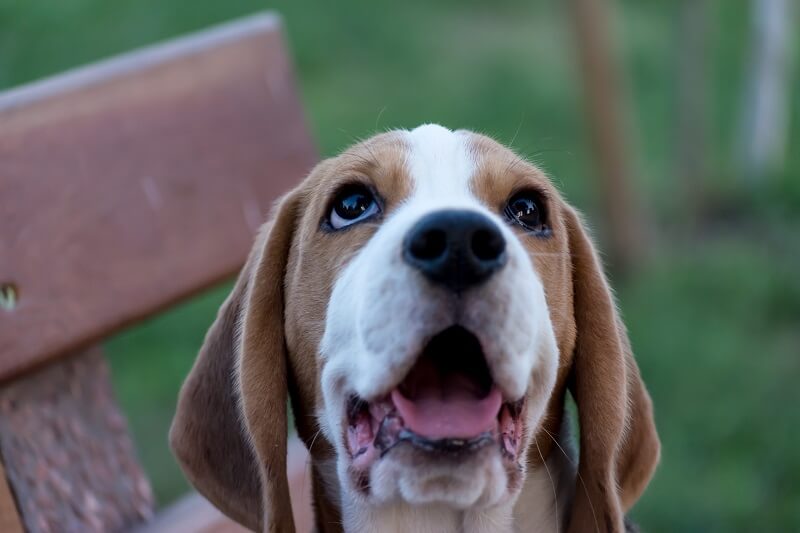 Close-up portrait of a beautiful English foxhound playing in the backyard