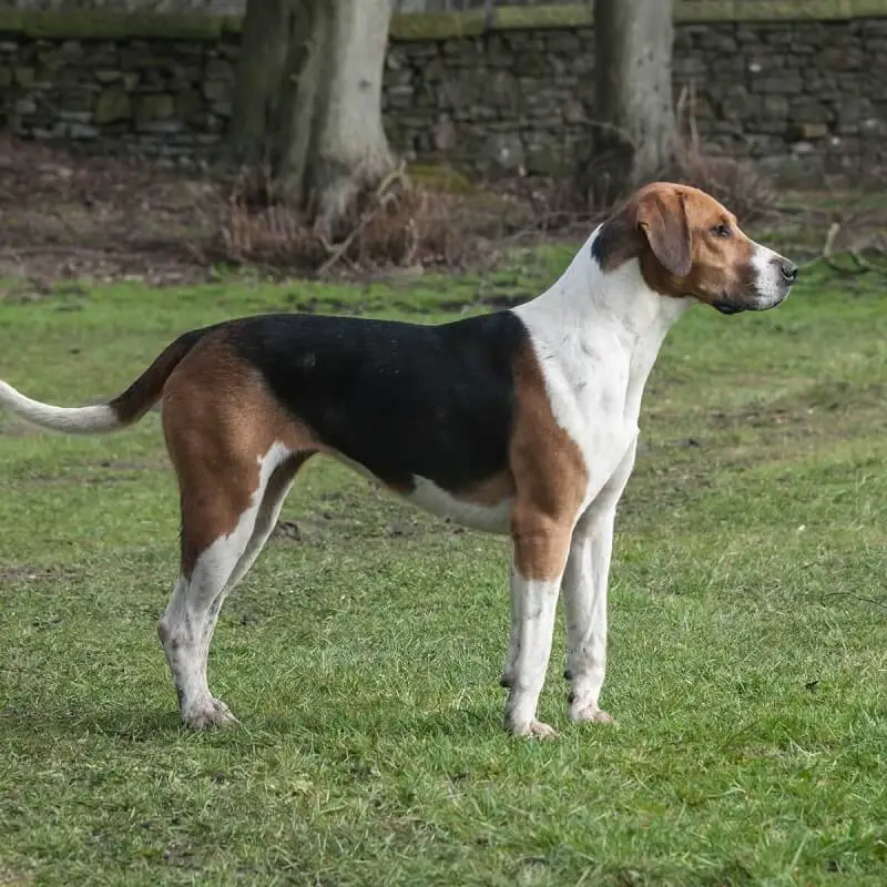 English Foxhound