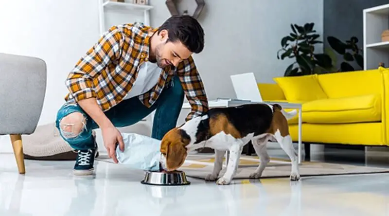 A man feeding his cute English foxhound in the living room at home