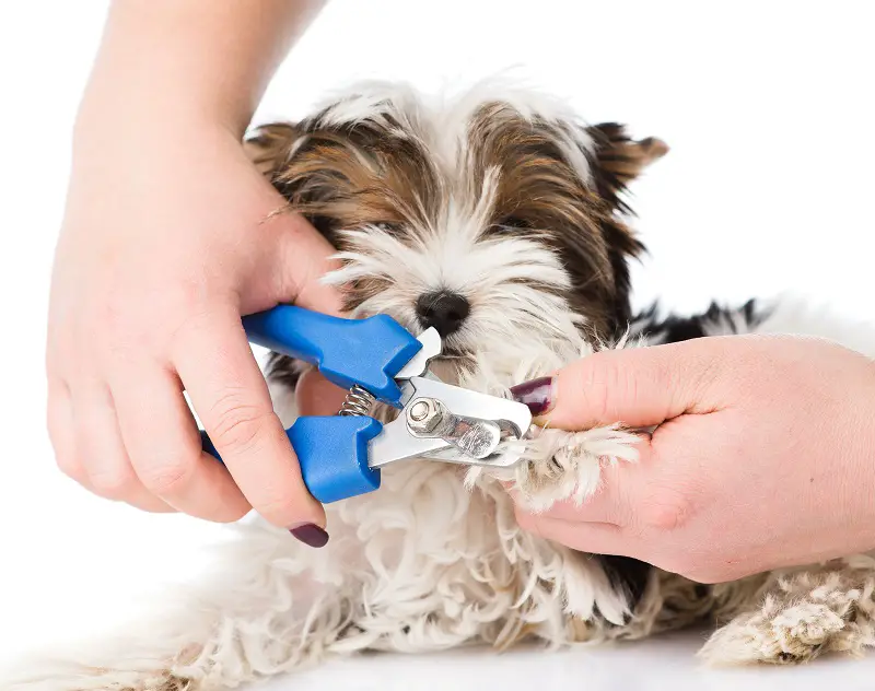 Carefully trimming the toenails of a cute biewer terrier