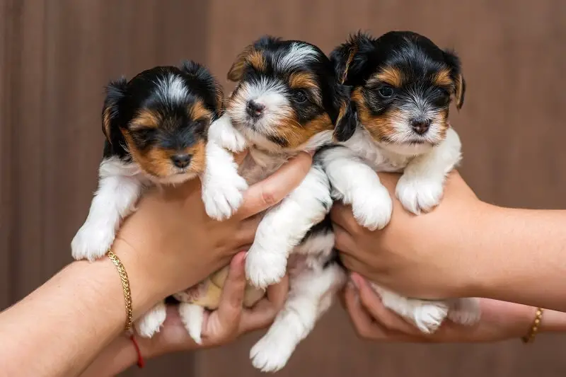 Lovable biewer terrier puppies