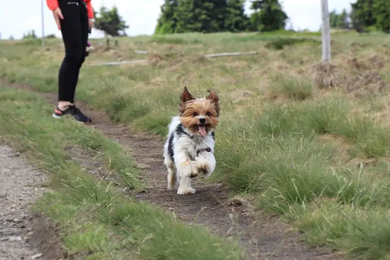 A cute biewer terrier running in the field