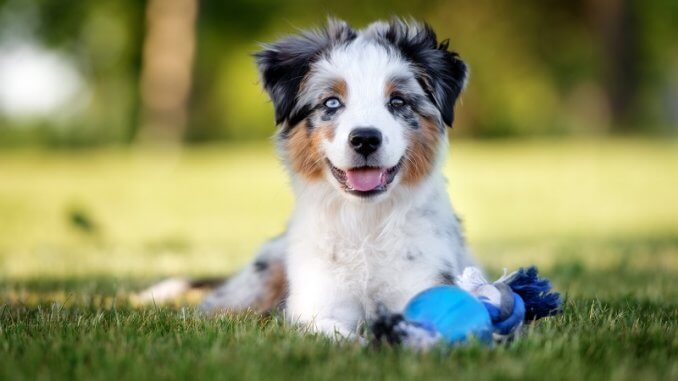 Toy Australian Shepherd