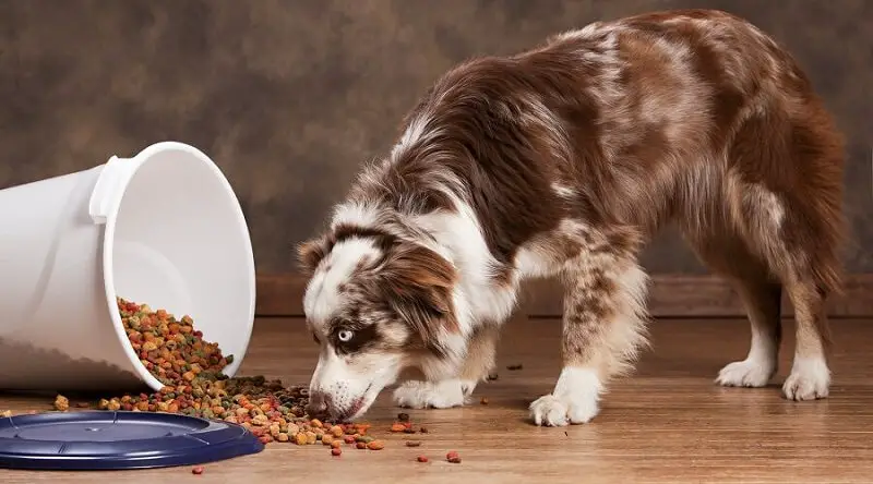 Toy Australian shepherd eating from a spilled can full of dog food
