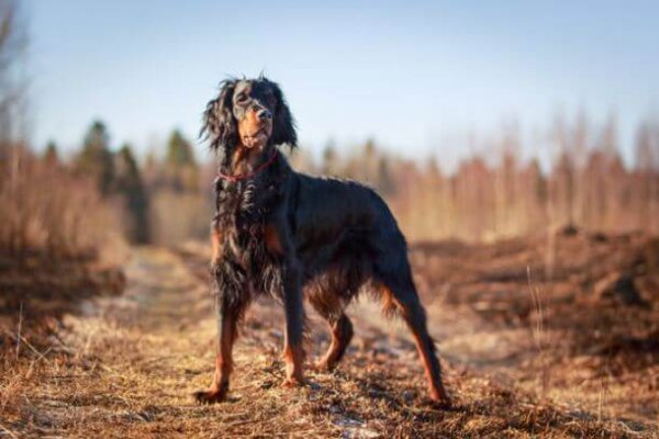 A rugged Gordon setter standing in a pasture