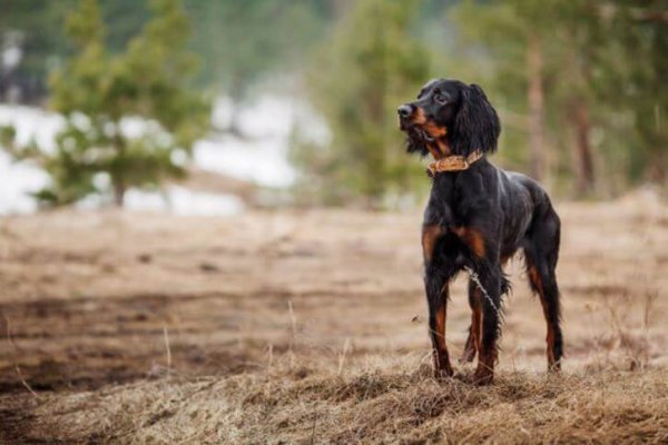 Gordon setter standing majestically in a field near a forest