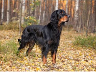 Gordon Setter