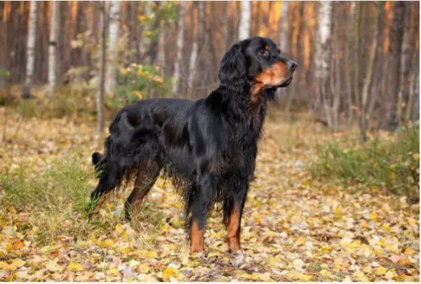 Gordon Setter: Dog Breed Information and Owner’s Guide ...