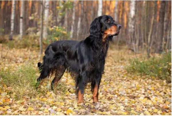 Gordon setter standing in the woods