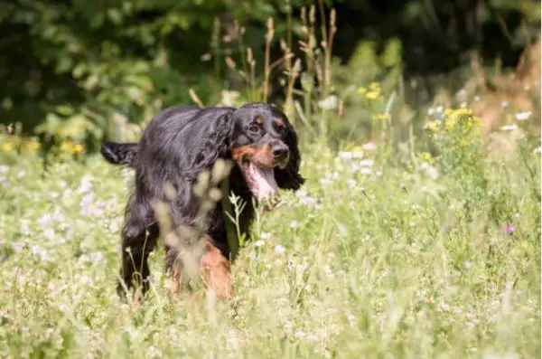 Gordon setter running through tall grass