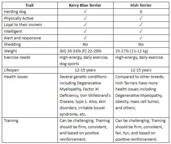 kerry blue terrier