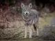 coydog