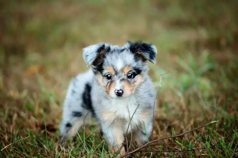 Toy Australian Shepherd