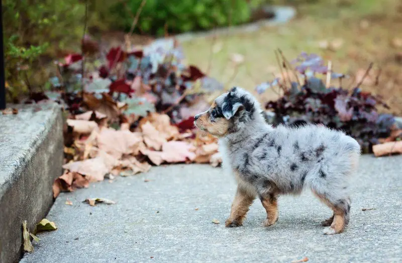 https://www.perfectdogbreeds.com/wp-content/uploads/2020/11/toy-australian-shepherd-first-step.jpg