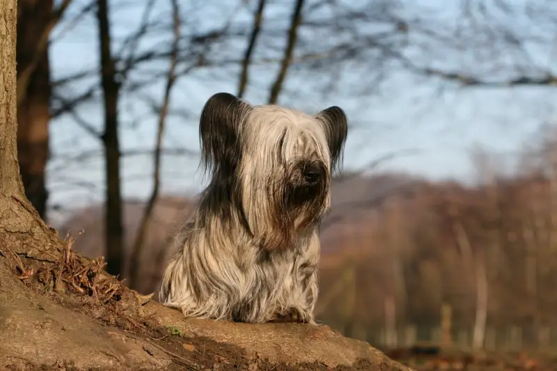 skye terrier