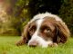 welsh springer spaniel