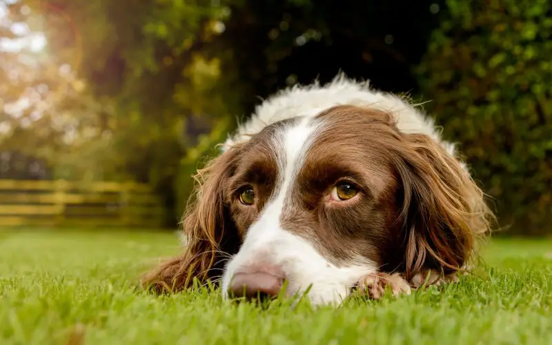 welsh springer spaniel