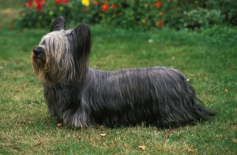 skye terrier