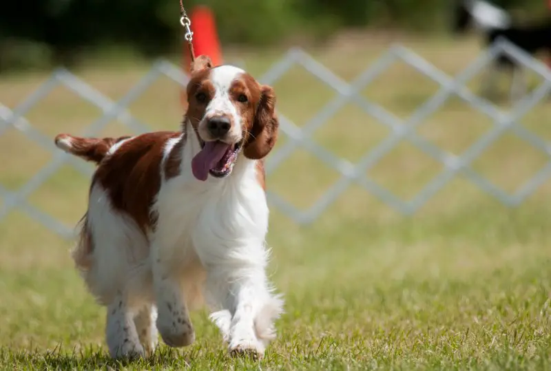 welsh springer spaniel