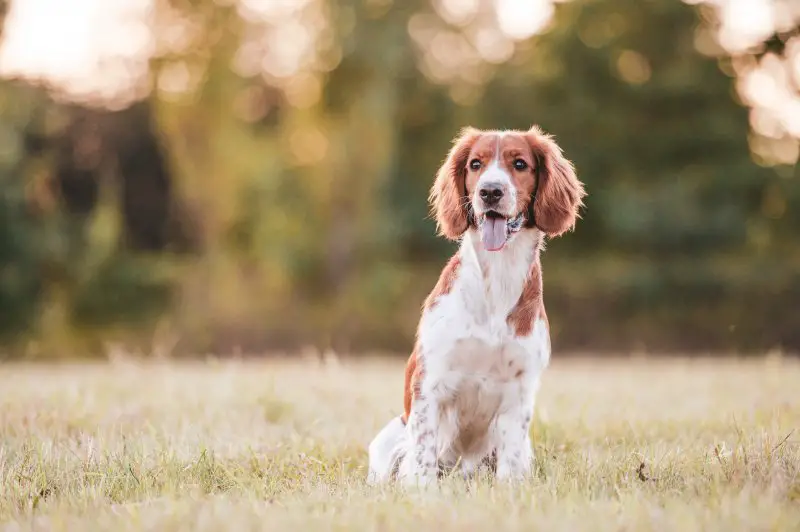 welsh springer spaniel