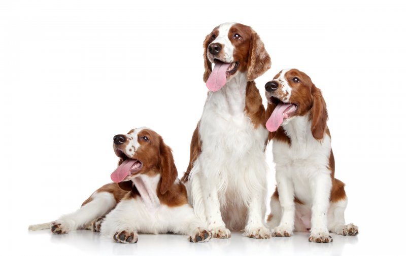 welsh springer spaniel