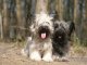 skye terrier