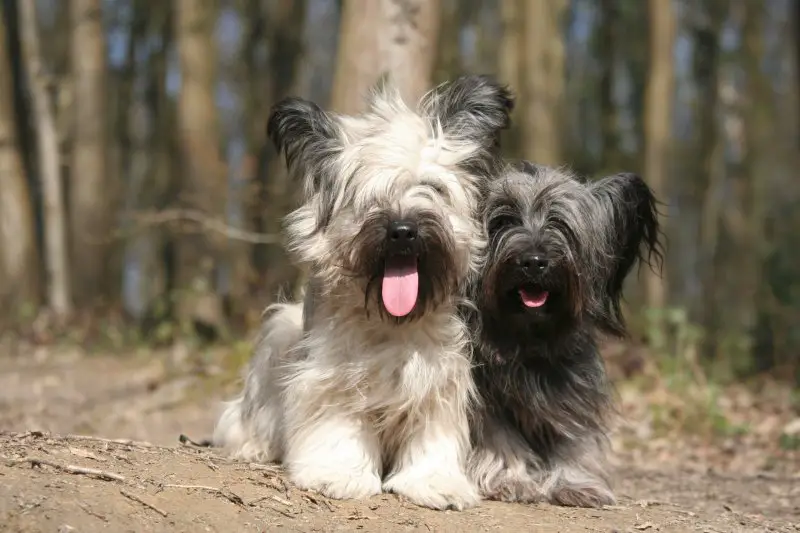 Skye Terrier: Breed Information and Owner's Guide | Perfect Dog Breeds