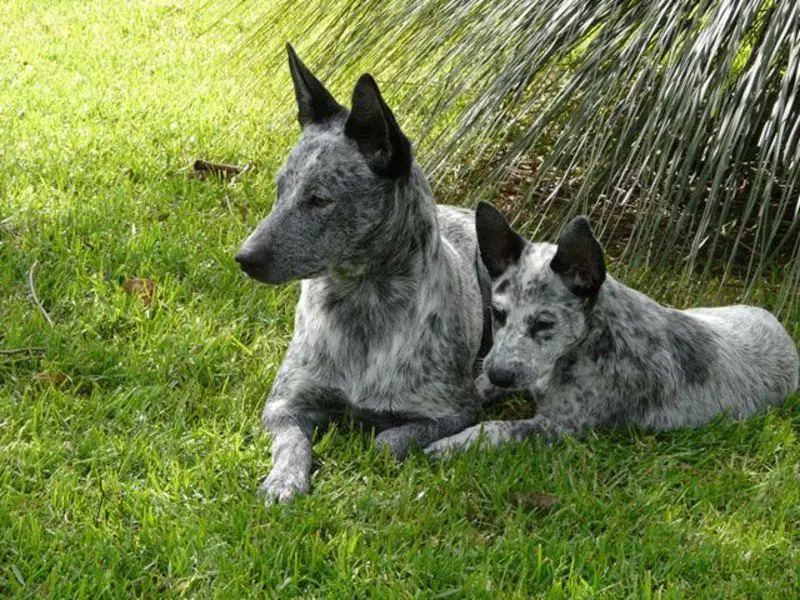 A couple of Australian stumpy tail cattle dogs resting in the field