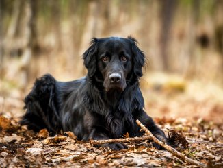 black golden retriever