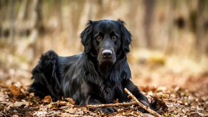 black golden retriever