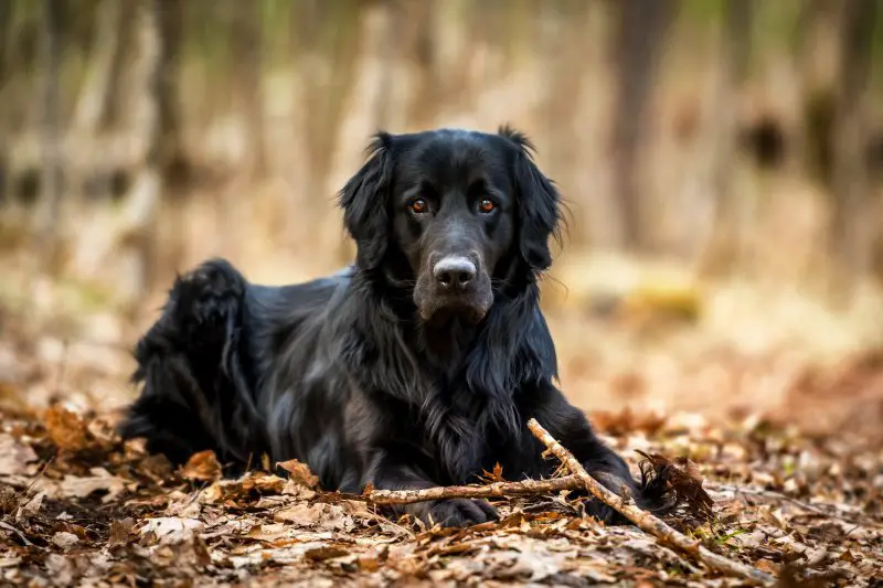 black golden retriever