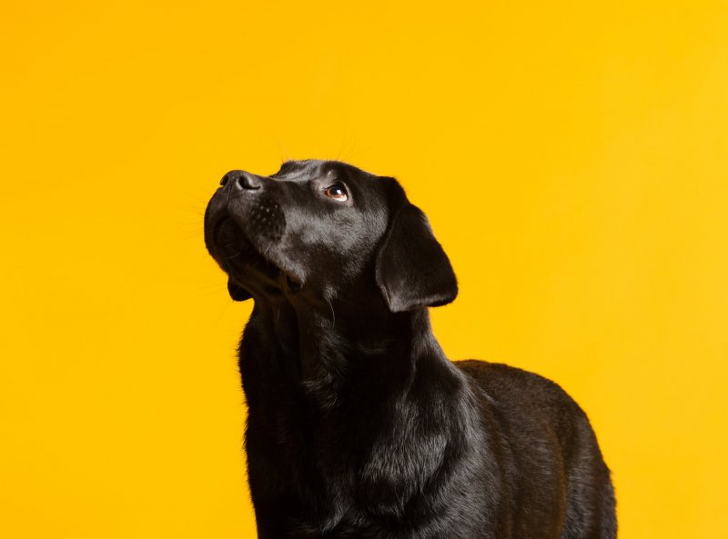 black golden retriever